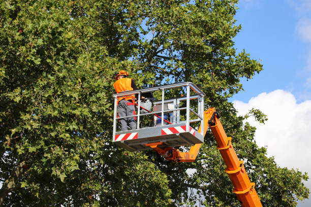 Best Hazardous Tree Removal  in Poquoson, VA